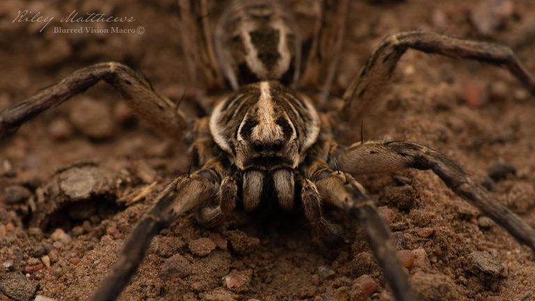 Genus Tasmanicosa (Union-Jack Wolf Spiders)