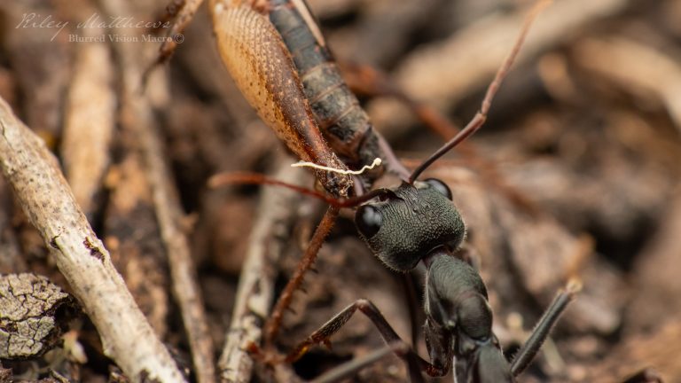 Myrmecia pyriformis (Inch Ant)