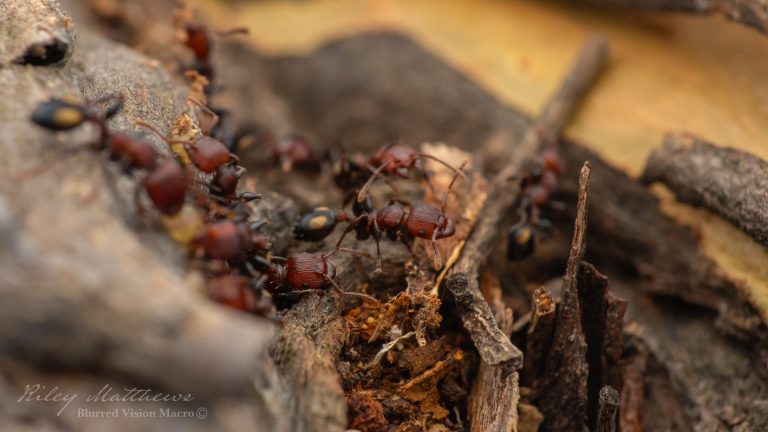 Podomyrma adelaidae (Spotted Muscleman Tree Ant)