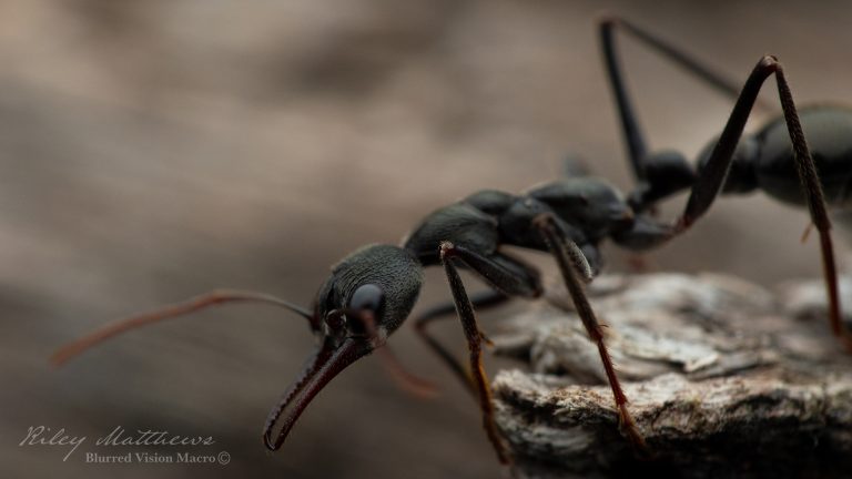 Myrmecia pyriformis (Inch Ant)