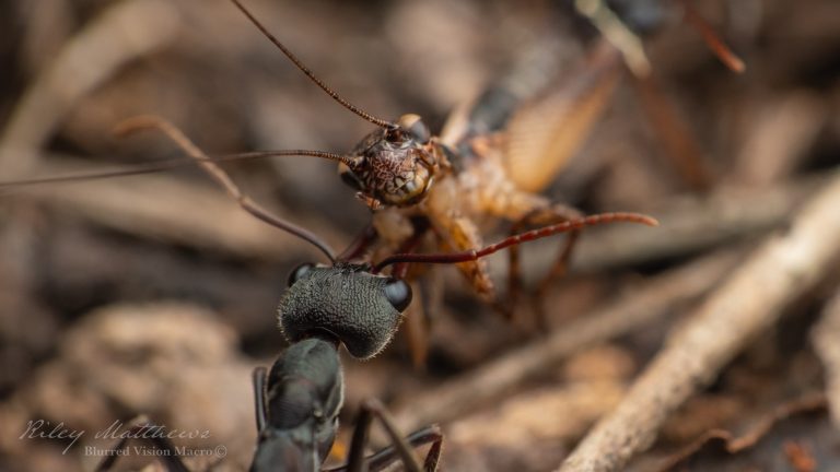 Myrmecia pyriformis (Inch Ant)