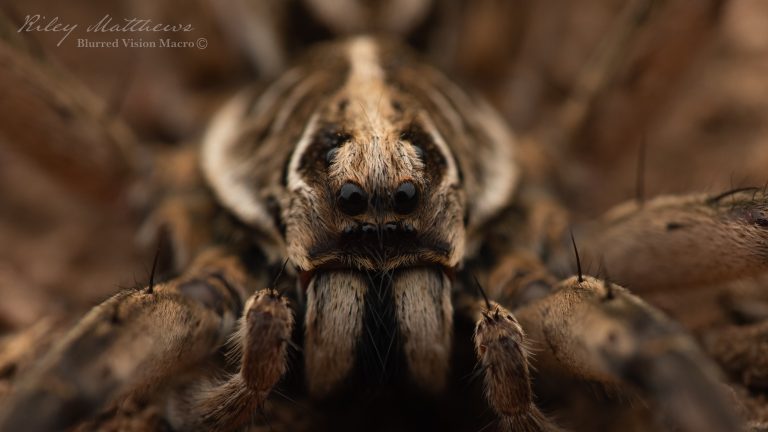 Genus Tasmanicosa (Union-Jack Wolf Spiders)