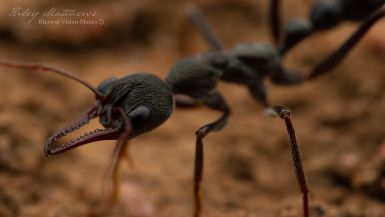 Myrmecia pyriformis (Inch Ant)