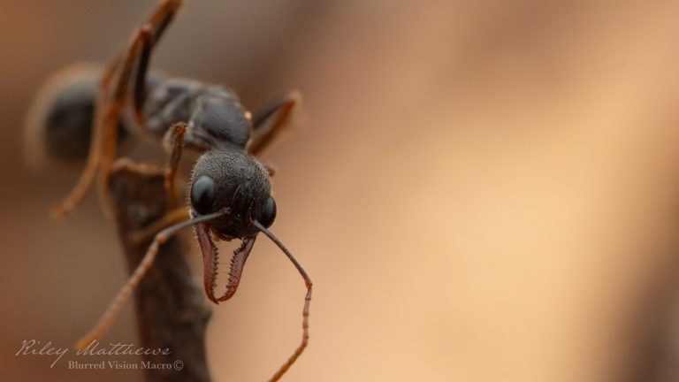 Myrmecia pyriformis (Inch Ant)