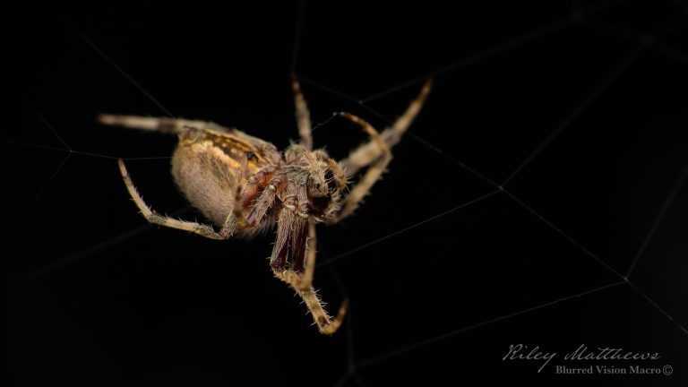 Genus Socca (Orbweavers)