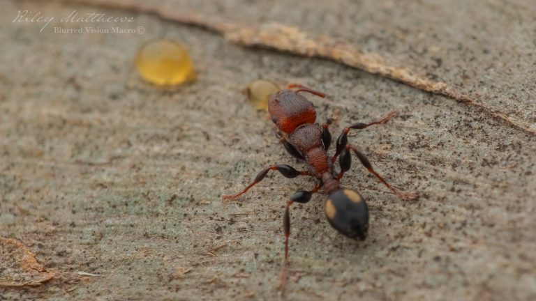 Podomyrma adelaidae (Spotted Muscleman Tree Ant)