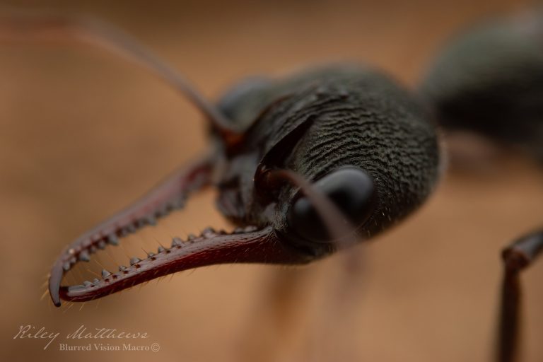 Myrmecia pyriformis (Inch Ant)