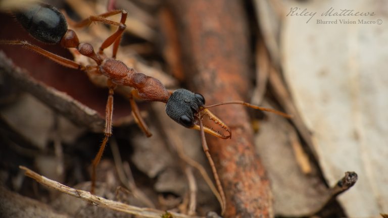 Myrmecia nigriceps (Black Headed Bull Ant)