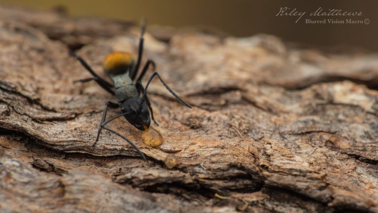 Polyrhachis ammon (Golden-tailed Spiny Ant)