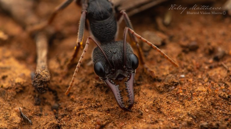 Myrmecia pyriformis (Inch Ant)