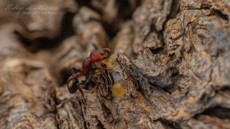 Podomyrma adelaidae (Spotted Muscleman Tree Ant)