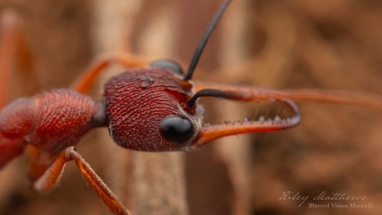 Myrmecia Nigriscapa (Black Scaped Bull Ant)