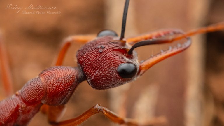 Myrmecia Nigriscapa (Black Scaped Bull Ant)