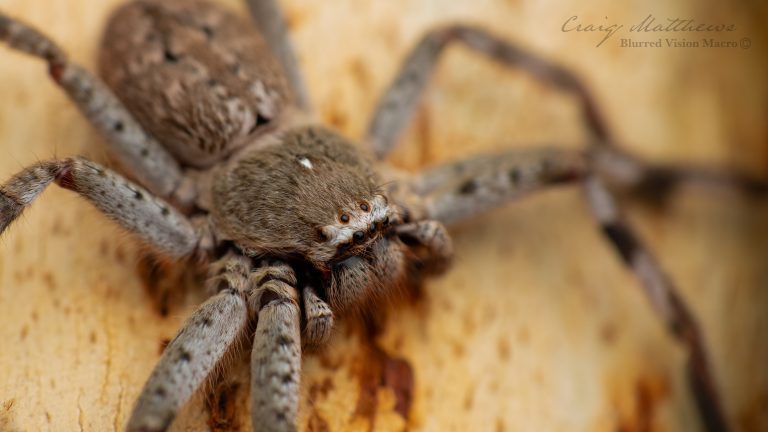 Isopedella victorialis (Victorian Huntsman Spider)