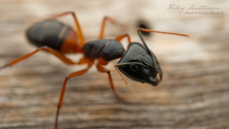 Camponotus consobrinus (Banded Sugar Ant)