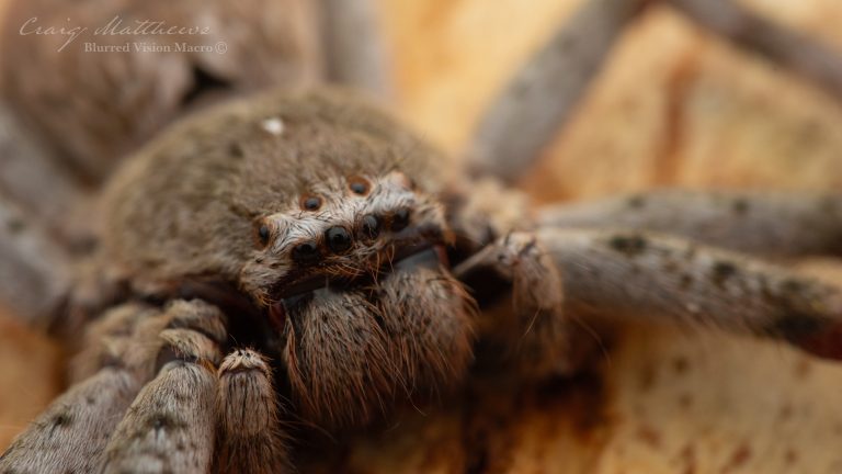 Isopedella victorialis (Victorian Huntsman Spider)