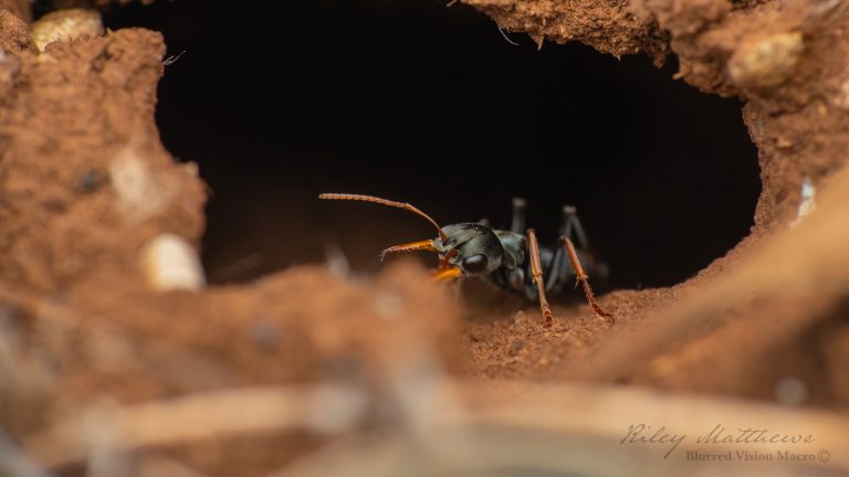 Myrmecia pilosula (Jack Jumper)