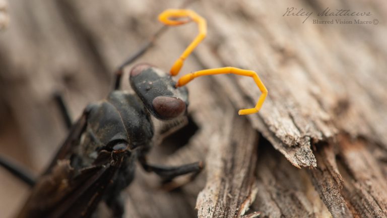 Genus Fabriogenia