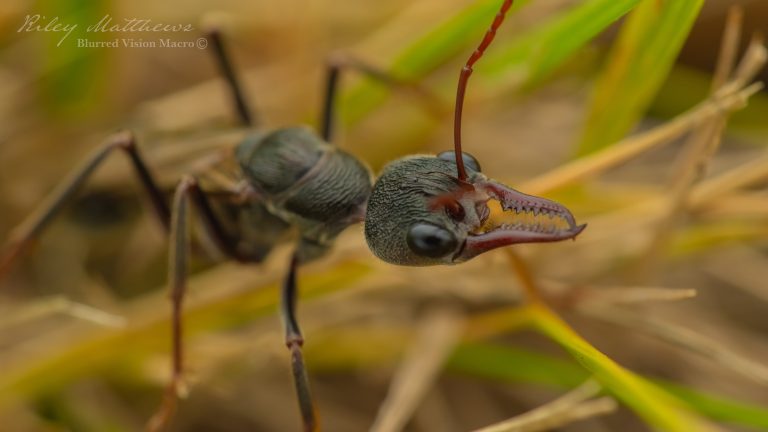 Myrmecia pyriformis (Inch Ant)
Queen Alate