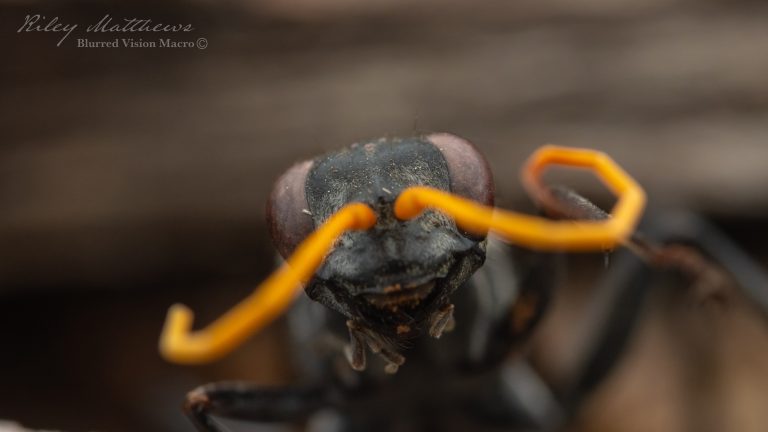 Genus Fabriogenia