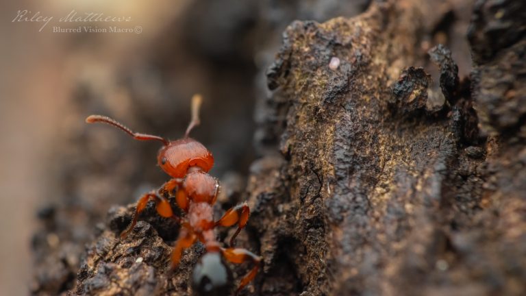 Podomyrma gratiosa (Muscleman Tree Ant)