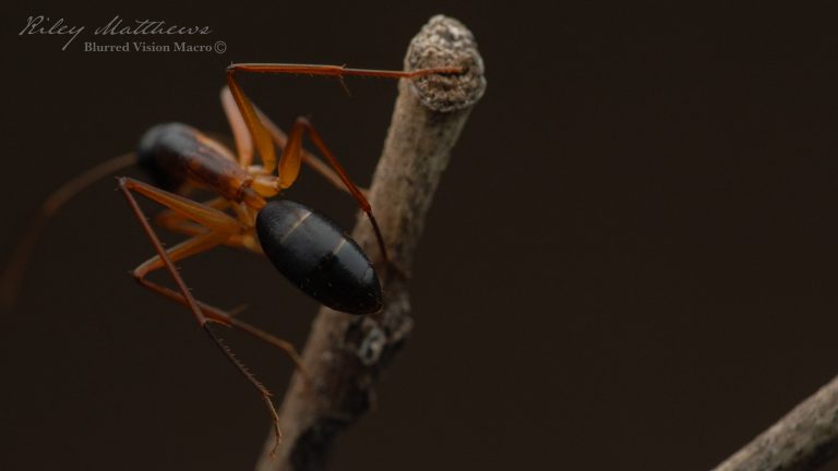 Camponotus subnitidus