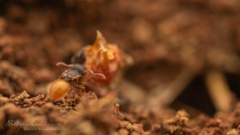 Meranoplus sp. (Shield Ants)