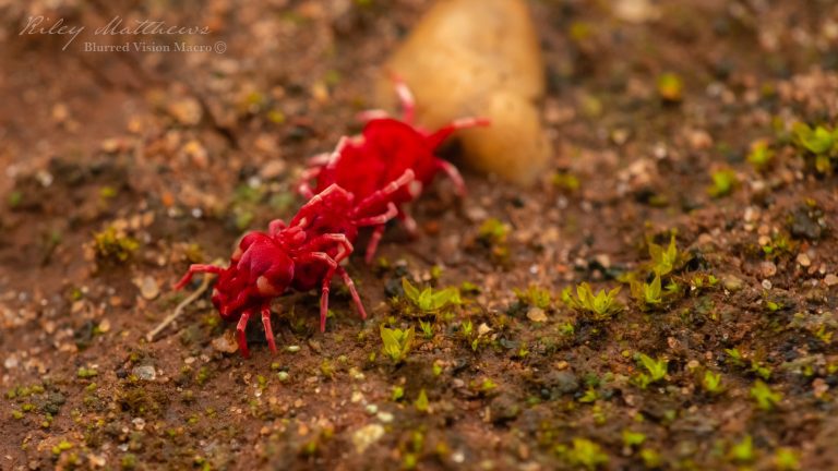 Velvet Mites