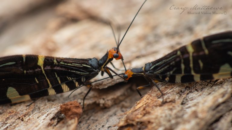 Porismus strigatus (Pied Lacewing)