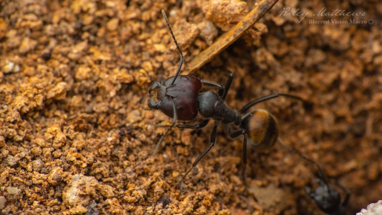 Camponotus suffusus suffusus