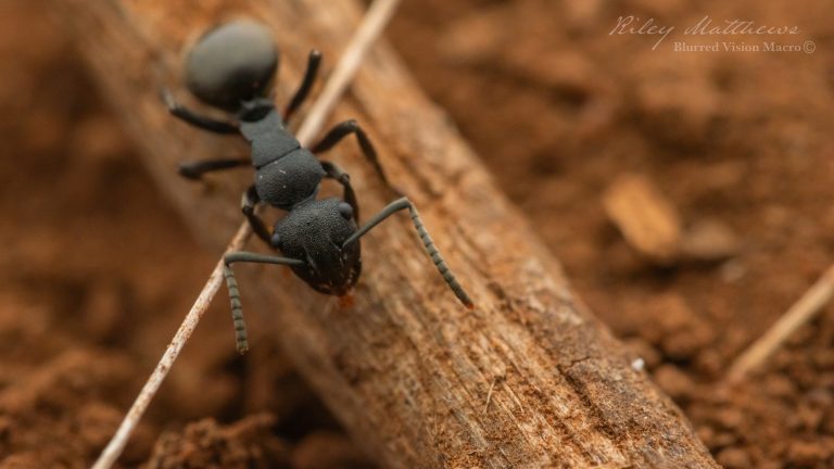 Polyrhachis phryne