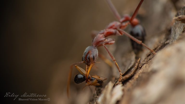 Myrmecia nigriceps (Black Headed Bull Ant)