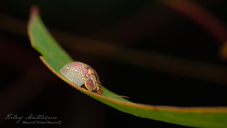 Genus Paropsisterna