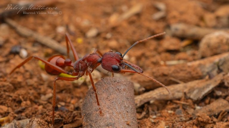 Myrmecia Nigriscapa (Black Scaped Bull Ant)