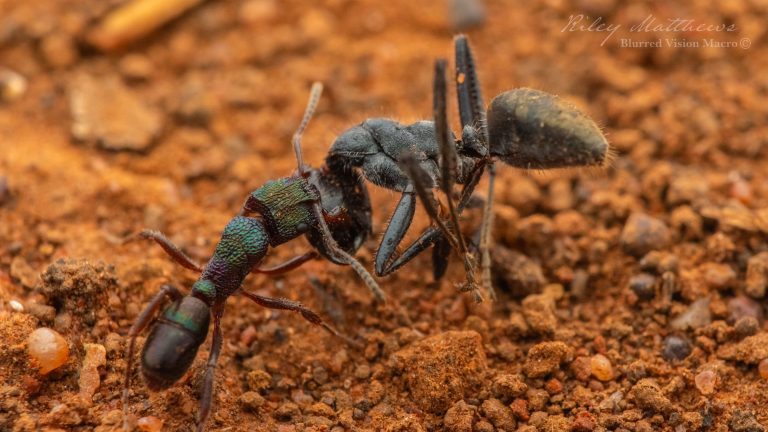 Rhytidoponera metallica (Green Head Ant)