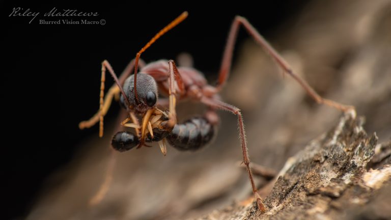 Myrmecia nigriceps (Black Headed Bull Ant)