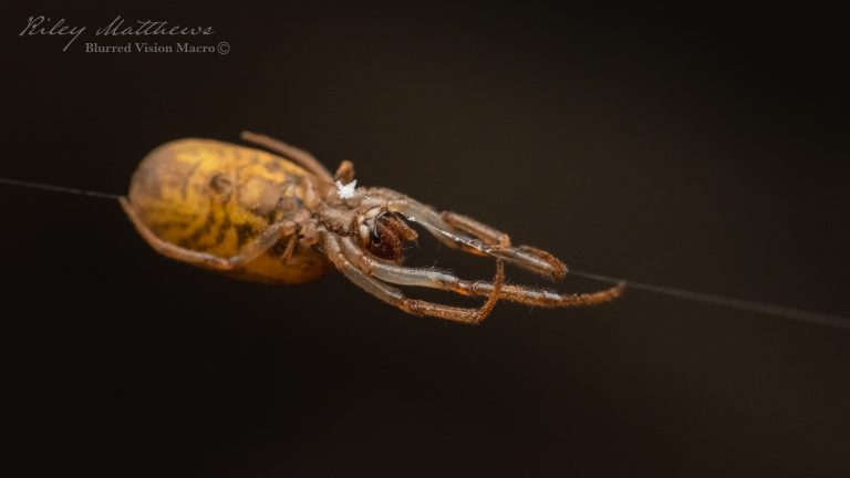 Genus Socca (Orbweavers)