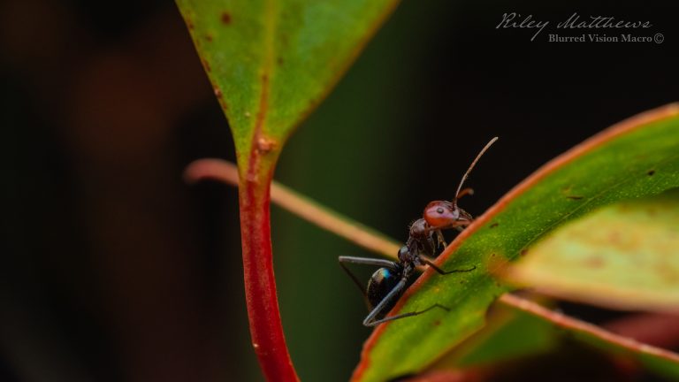 Iridomyrmex purpureus (Southern Meat Ant)