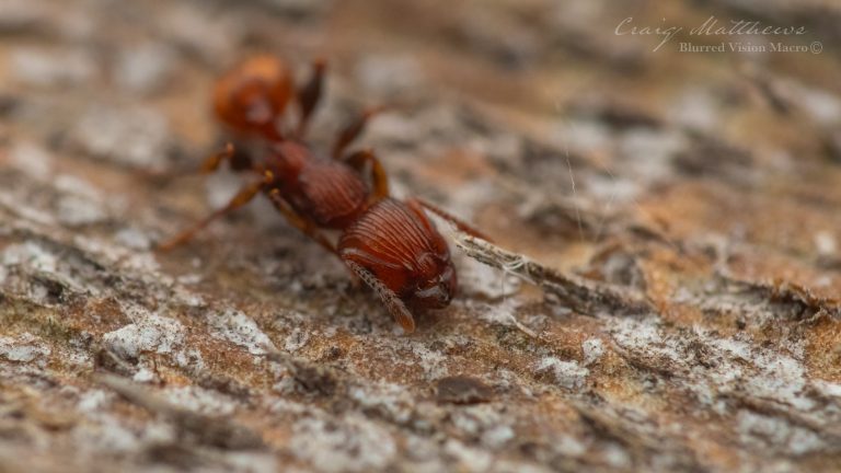 Podomyrma ferruginea