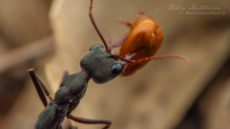 Myrmecia pyriformis (Inch Ant)