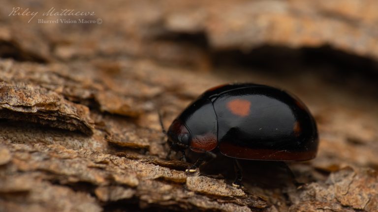 Genus Paropsisterna