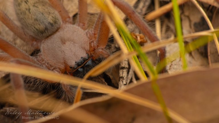 Delena cancerides (Social Huntsman Spider)