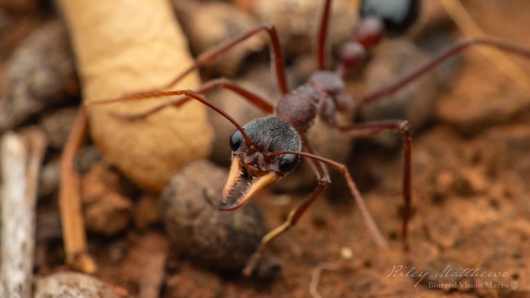 Myrmecia species 17