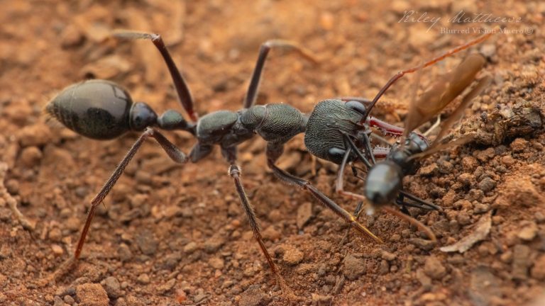 Myrmecia pyriformis (Inch Ant)