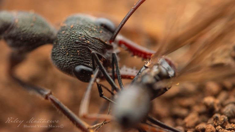 Myrmecia pyriformis (Inch Ant)