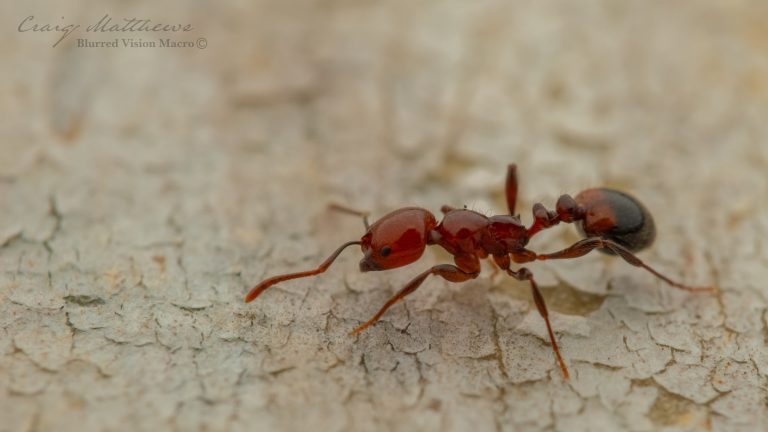 Chelaner rubriceps