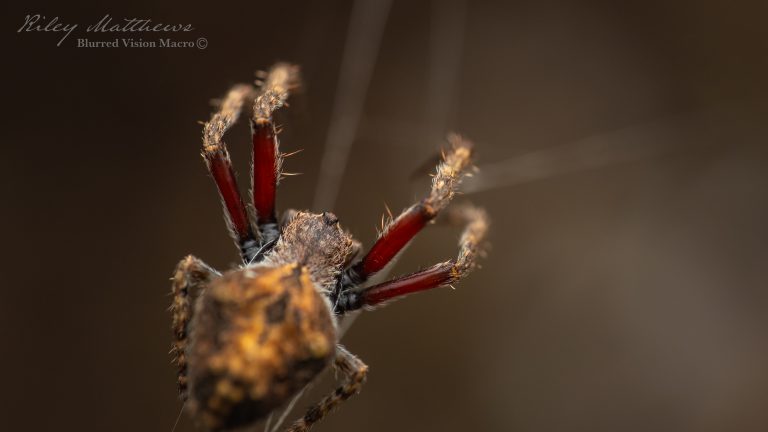 Genus Socca (Orbweavers)