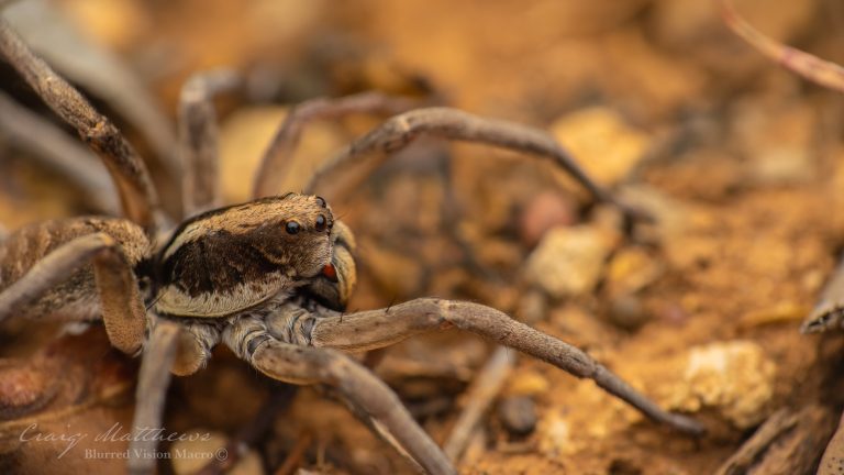 Venator spenceri (Variable Wolf Spider)