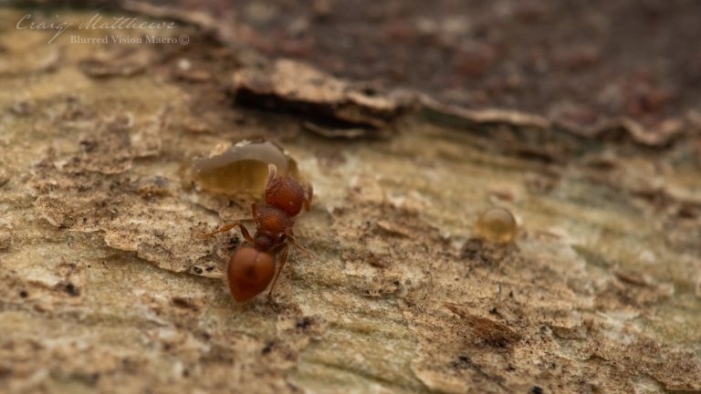 Meranoplus sp. (Shield Ants)