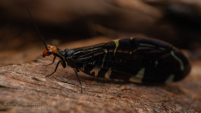 Porismus strigatus (Pied Lacewing)